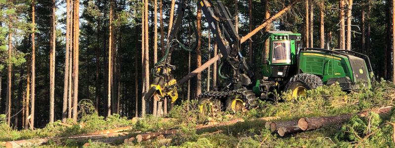  Avverkningsanmälningarna var i stort sett oförändrade i november i jämfört med november 2022. Foto: Skogsstyrelsen