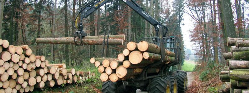 Avverkningsverksamhet. Symbolbild. Foto: Waldwissen