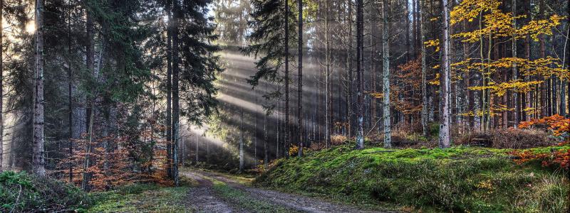 Foto: Södra