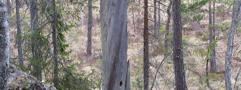Naturskog. Foto: Staffan/Wikimedia Commons