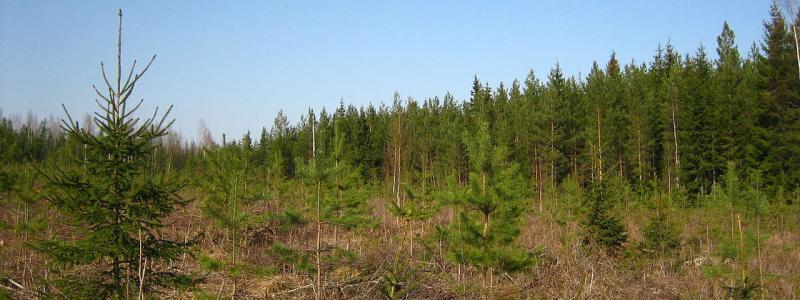 Ungefär fem år gammal tall- och granplantering på ett kalhugget område i södra Finland. Foto: Wikipedia Common, kredit: M. Porcius Cato