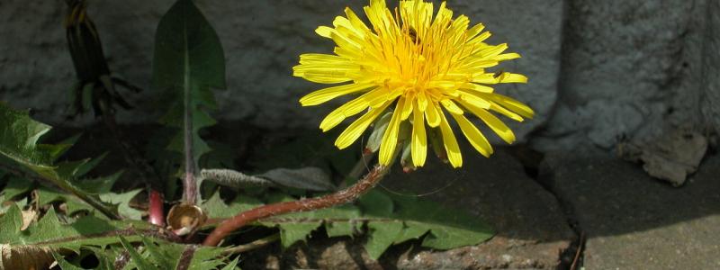 Foto: Viola Sonans/Wikimedia Commons