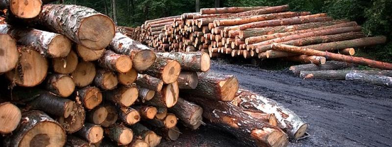 Virkeshandeln har varit livlig de senaste månaderna, trots osäkerheten inom skogsindustrin. Foto: Creative Commons Lic, kredit: ArturGórecki