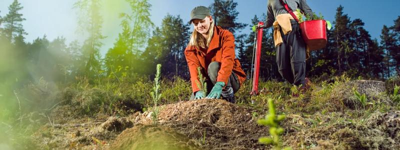 Metsä Group anställer unga för sommarplanteringsarbete, för de som vill lära känna arbetsmöjligheterna inom skogssektorn. Företagsgruppen erbjuder unga människor över 16 år skogsplanteringsjobb i juni i olika delar av Finland. Foto: Metsä Group