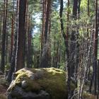 VDMA kräver att avskogningsförordningen skjuts upp med minst två år.