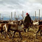 Renskötsel i Sverige. Överenskommelsen mellan SCA och rennäringen ska följas upp genom årliga utvärderingar. Foto: Mats Andersson/Flickr/Wikimedia Commons