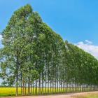 Eukalyptusträd för pappersindustri. Foto: Freepik