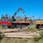Stora Enso planerar att samla sina omfattande skogstillgångar i ett nytt bolag som väntas knoppas av från koncernen 2027. Foto: Stora Enso