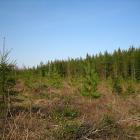 Ungefär fem år gammal tall- och granplantering på ett kalhugget område i södra Finland. Foto: Wikipedia Common, kredit: M. Porcius Cato