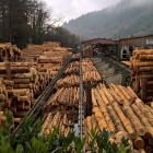 Det är andra gången i år som Mellanskog justerar ned priserna. Senast skedde en sänkning i februari. Sedan hösten 2025 har bolaget därmed sänkt virkespriserna vid fem tillfällen. Symbolfoto: Creative Commons Lic, Kredit NCornwall