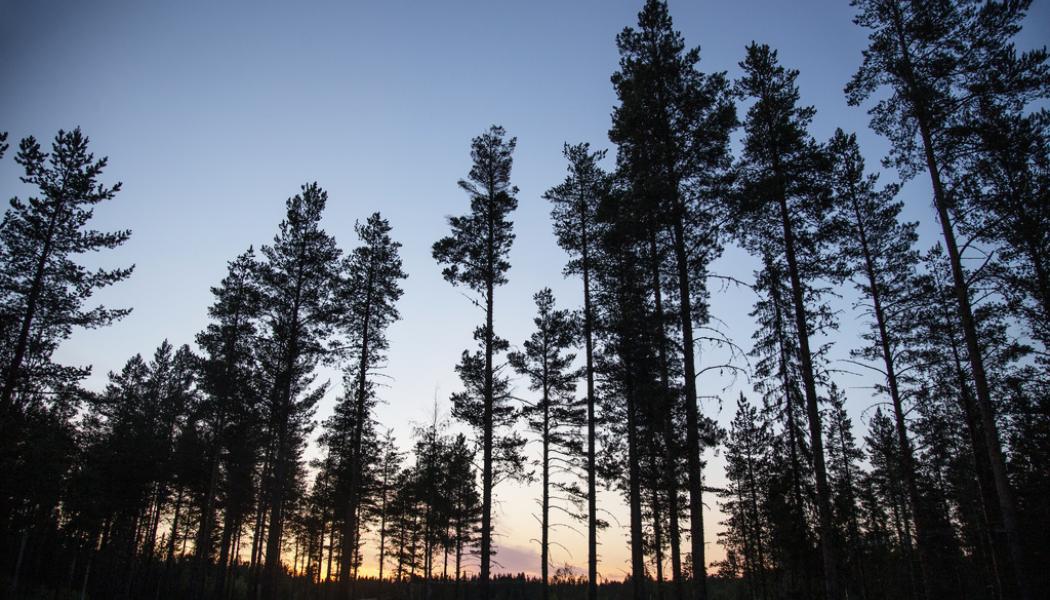 Helena Landstedt/TT: Älgar och svampangrepp hotar stora delar av skogen i norr. Arkivbild.