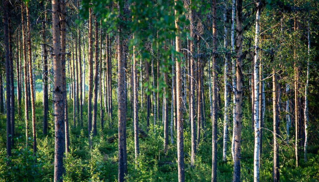 Helena Landstedt/TT: Skogskoncernen SCA släpper kvartalsrapport. Arkivbild