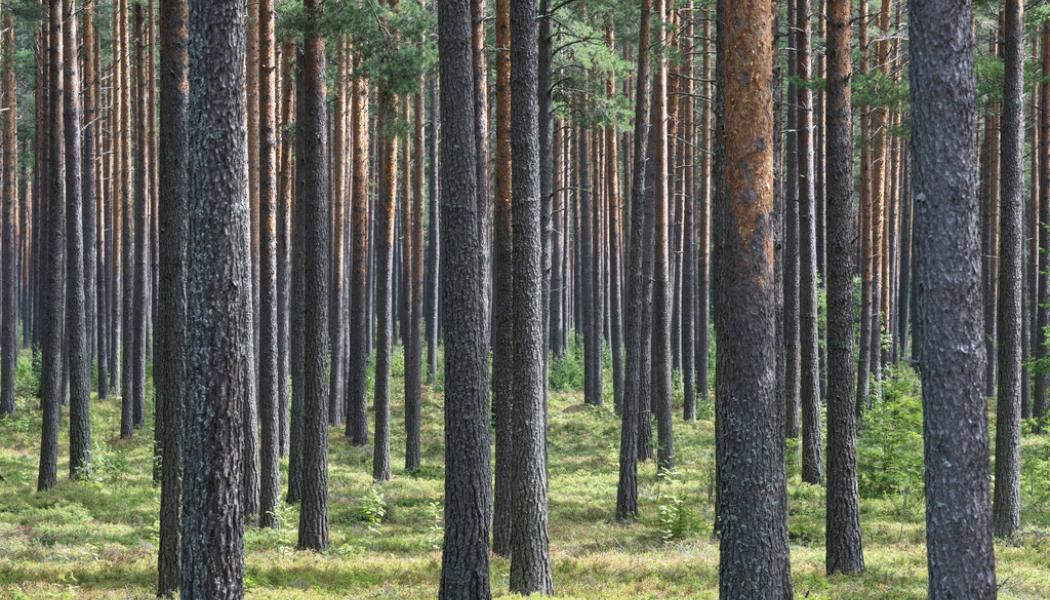Fredrik Sandberg/TT: Köpa skog? Under första halvåret 2023 varierar prisutvecklingen, uppger LRF-delägda Ludvig|&|Co. Arkivbild.
