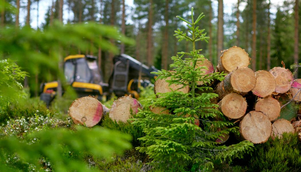 Markens bärighet blir en prissättningsfaktor för virkeshandeln vid alla Metsä Groups rotköp. Foto: Metsä Group