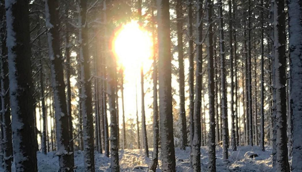 Bild: Sveaskog