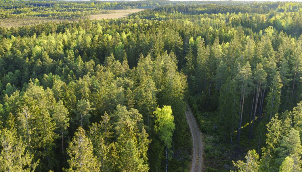 Foto: Anders Andersson/Södra 