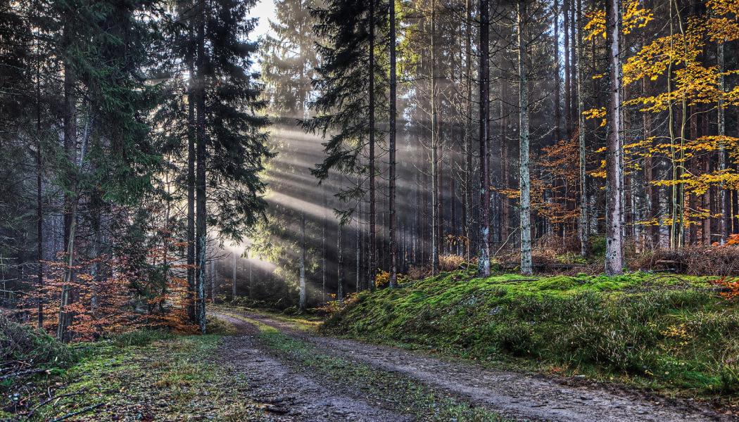 Foto: Södra 