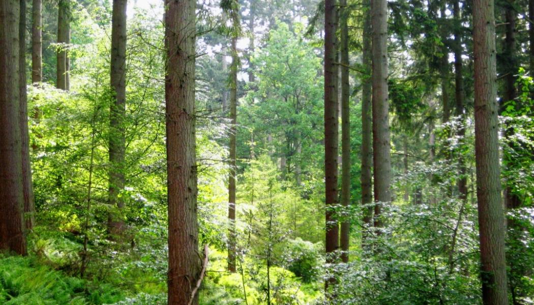 Kontinuitetsskogsbruk är en form av skogsbruk där man undviker kalhyggen och i stället låter skogen förnyas gradvis. Träden avverkas selektivt – oftast enstaka träd eller mindre grupper – så att skogen behåller ett ständigt trädskikt. På så sätt skapas en mer varierad och flerskiktad skog med träd i olika åldrar. Målet med kontinuitetsskogsbruk är att kombinera virkesproduktion med ökad hänsyn till biologisk mångfald, mark- och vattenskydd samt sociala värden som friluftsliv och landskapsbild. Foto: Wikipedia Common Lic: Kredit: WikiForester