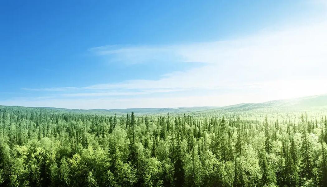 Fem industrigiganter – ANDRITZ, Arauco, Metsä Group, Stora Enso och Valmet – har åtagit sig ett femårigt samarbete med både expertis och finansiellt stöd. Foto: Valmet