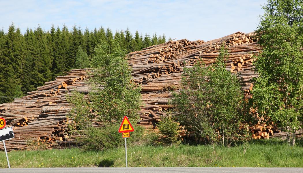 Avyttringen syftar till att ytterligare öka flexibiliteten i Metsä Groups virkesförsörjning.  Arkivbild.