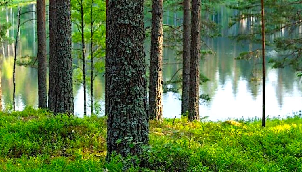 Stora Enso har brottats med ekonomiska utmaningar de senaste åren. Genom att sälja en del av sitt skogsinnehav hoppas bolaget kunna reducera sina skulder och skapa ekonomiska resurser för framtida investeringar och utveckling. Foto: Stora Enso