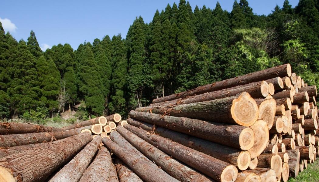 Expertpanelen varnar för att minskad tillgång på inhemskt virke kan leda till högre råvarupriser, försämrad konkurrenskraft och i förlängningen minskade investeringar. Samtidigt finns risken att efterfrågan på träprodukter i stället flyttas till länder utanför EU, där kraven på natur- och miljöskydd ofta är mindre strikta. Foto: Leica Geosystems