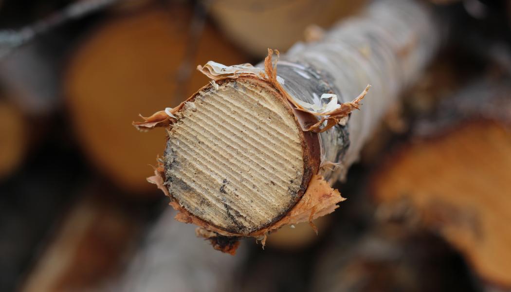 Canfor är en stor multinationell koncern med över 50 anläggningar i USA, Kanada och Sverige, med verksamhet inom konstruktionsträ, massa och papper och förnybar energi bland annat.  Arkivbild. 
 
