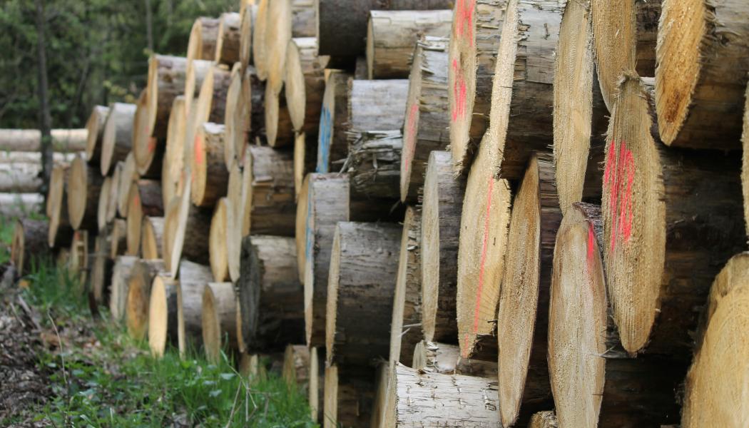 Varje år används omkring 70 miljoner ton lignin från massa- och pappersindustrin som bränsle. Nu undersöker forskare hur materialet tillsammans med mikroorganismer kan användas för vattenrening, infångning av koldioxid och andra kemiska processer. Foto: jagtap/unsplash