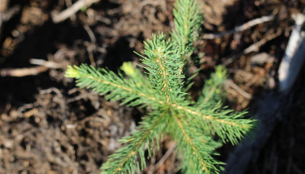 I Sverige planteras runt 400 miljoner plantor varje år, vilket innebär att ungefär var fjärde planta kommer från SCA. Arkivbild. 