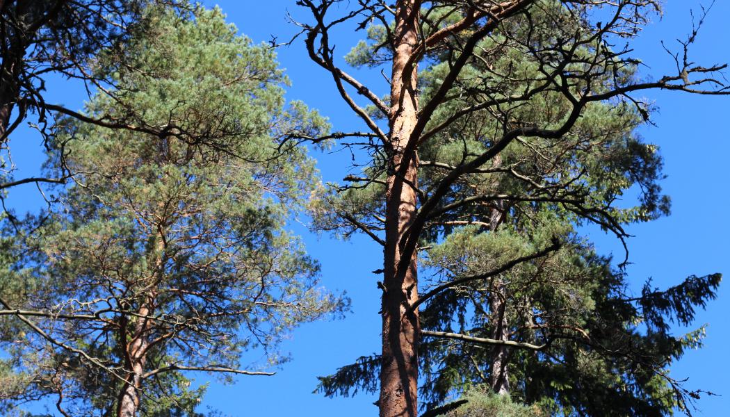 Undersökningen visar att kunskapen om Europas skogliga naturtillgångar är låg. Så många som 65 procent av respondenterna uppger att andelen skog i Europa minskar – när utvecklingen i själva verket går i motsatt riktning, enligt statistik från Eurostat. Foto: Simon Matthis