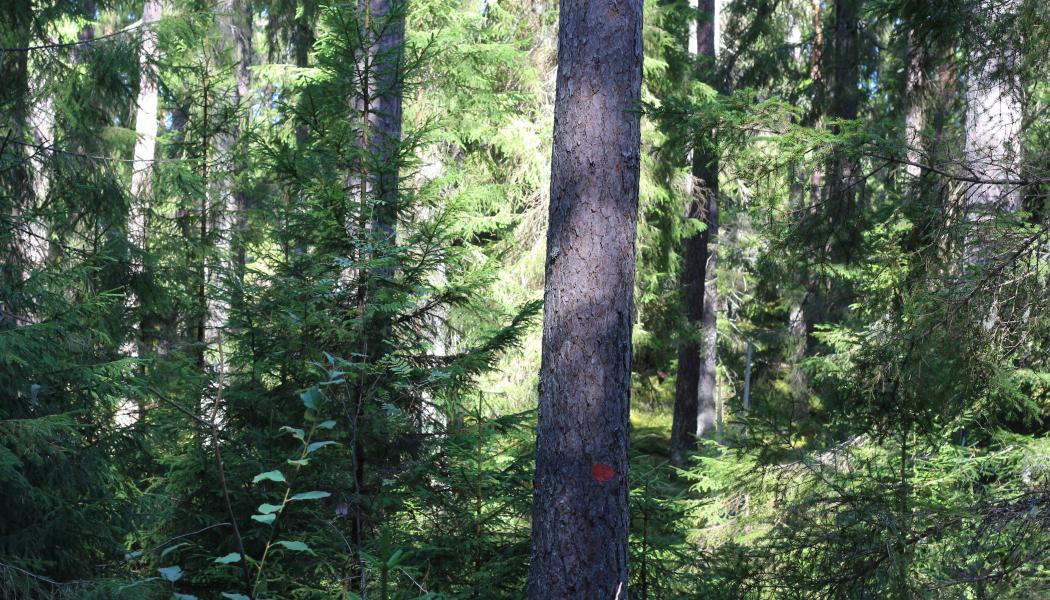 Anmäld och ansökt areal om tillstånd till avverkning var under april 17 256 hektar, vilket var 13 procent mer jämfört med april 2023. Foto: Simon Matthis 