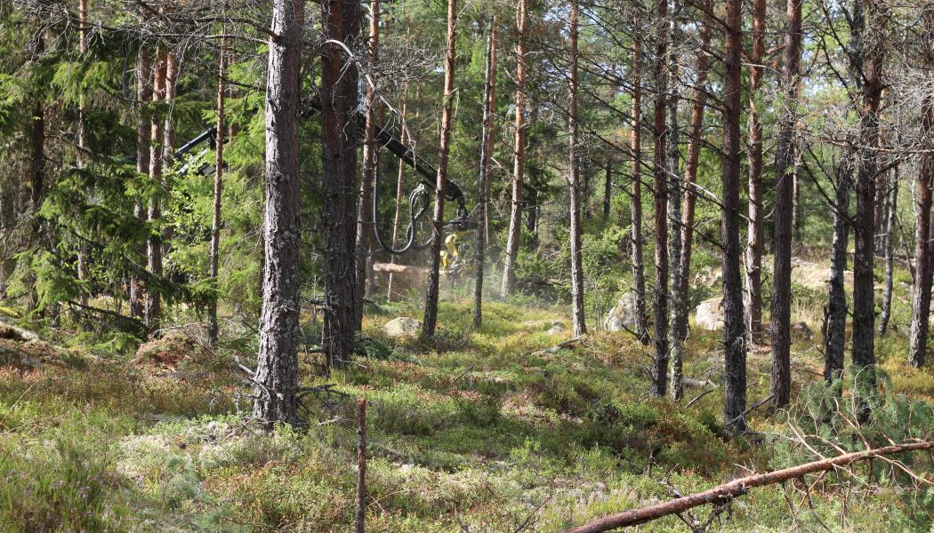 Enligt Skogsindustrierna visar all forskning  – ”utan undantag” – att skogen och skogsindustrin levererar väldigt mycket klimatnytta. Den nyttan måste synliggöras bättre än idag, menar branschorganisationen. 