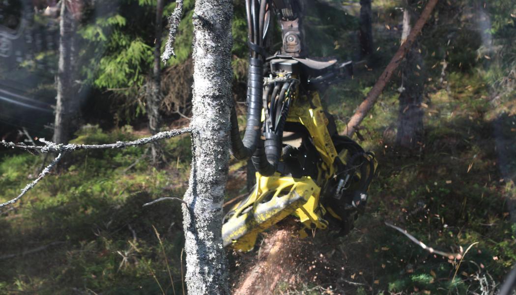 Rapporten visar att förnybara skogsprodukter står för 40 procent av klimatnyttan från de norrländska skogarna, eller 16 miljoner ton koldioxidekvivalenter. Foto: Simon Matthis
