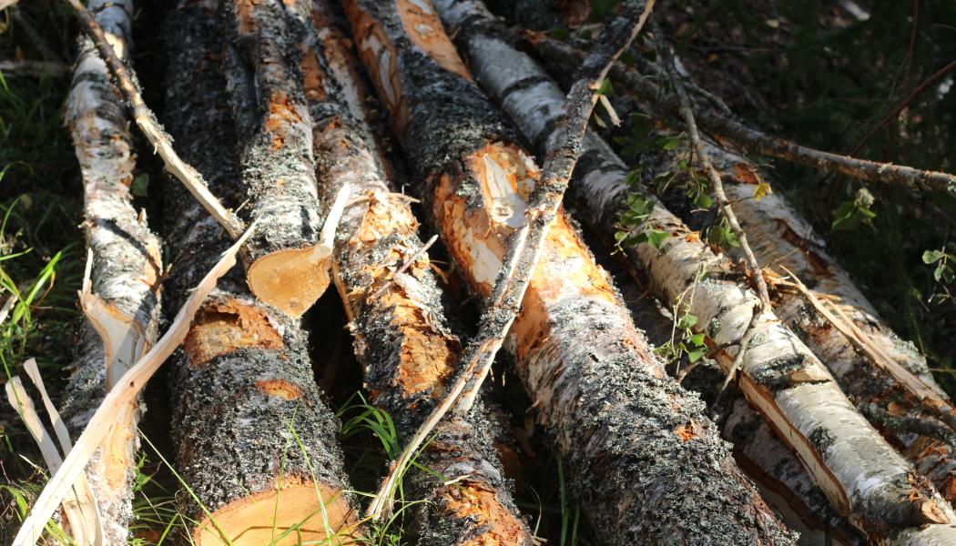 IUFRO är ett icke-vinstdrivande, icke-statligt internationellt nätverk av skogsforskare, som främjar globalt samarbete inom skogsrelaterad forskning och ökar förståelsen för de ekologiska, ekonomiska och sociala aspekterna av skogar och träd. 