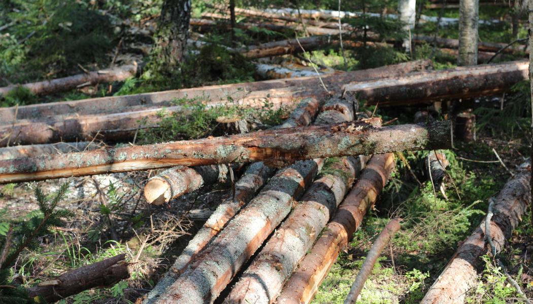 Forskare är välkomna att söka finansiering för projekt som ”bidrar till att förbättra förståelsen av kolbalansen i skogliga värdekedjor”.  Arkivbild.