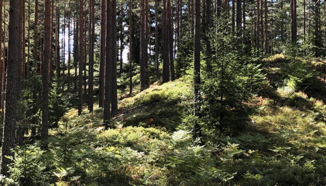 Foto: Skogsstyrelsen