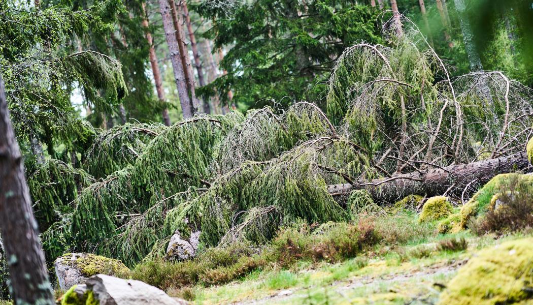 Stormfälld skog. Foto: Joel Dittmer/Södra 