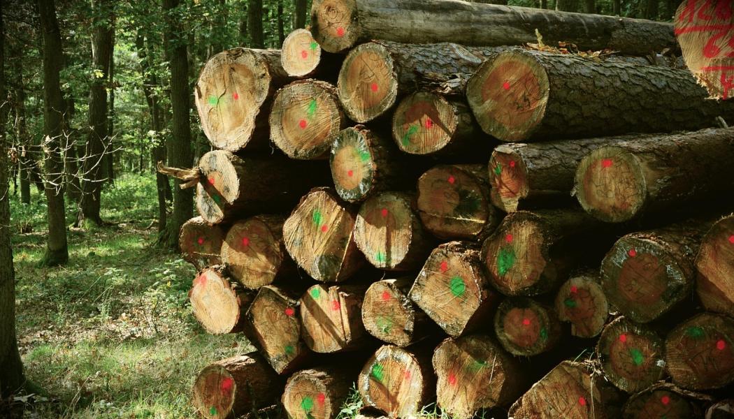 Markerade stockar i skogen. Symbolbild. Foto: Creative Commons Lic. Kredit: congerdesign