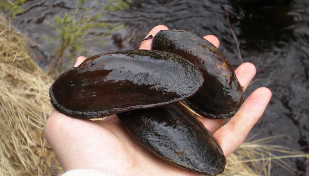 Flodpärlmussla (Margaritifera margaritifera) är ett fridlyst sötvattenlevande blötdjur. Foto: MrKimm/Wikimedia Commons
