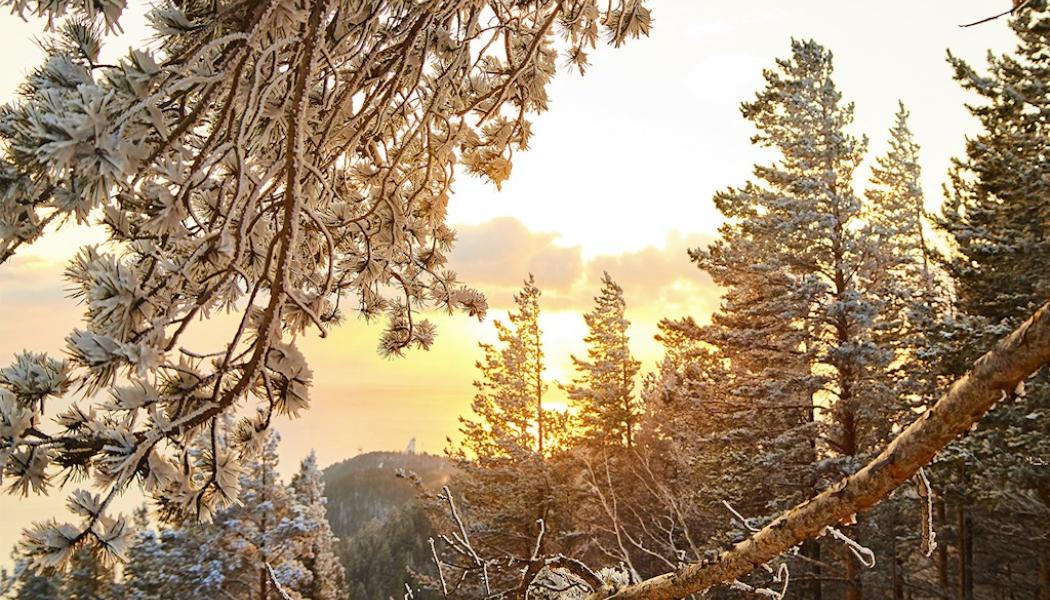 Foto: Norra Skog