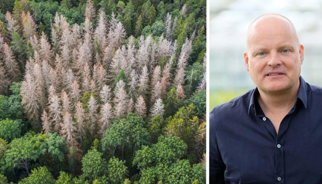 Bild: Skogsindustrierna