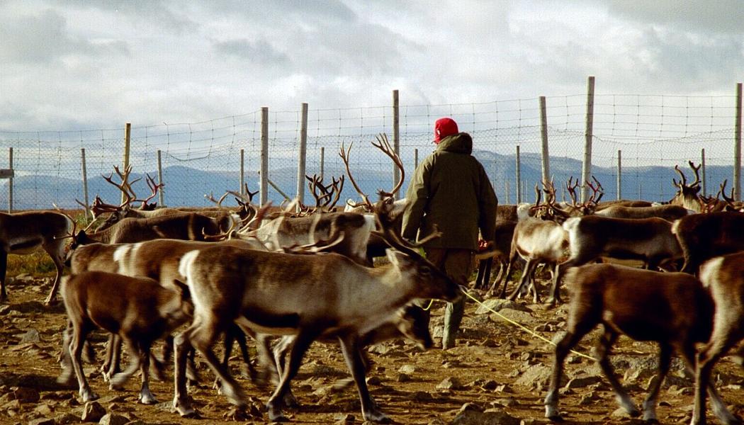 Renskötsel i Sverige. Överenskommelsen mellan SCA och rennäringen ska följas upp genom årliga utvärderingar. Foto: Mats Andersson/Flickr/Wikimedia Commons