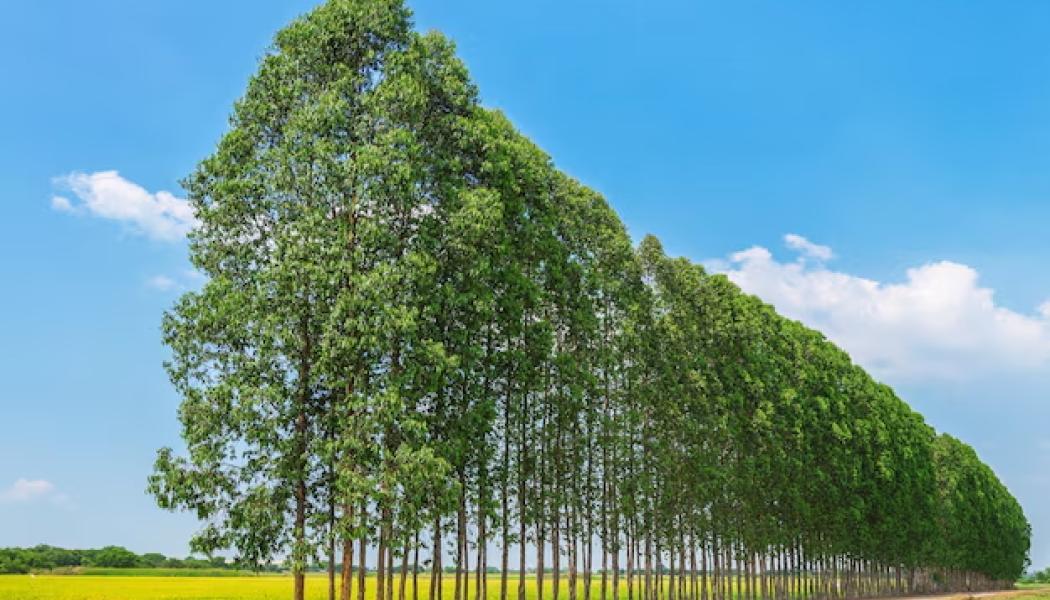 Eukalyptusträd för pappersindustri. Foto: Freepik