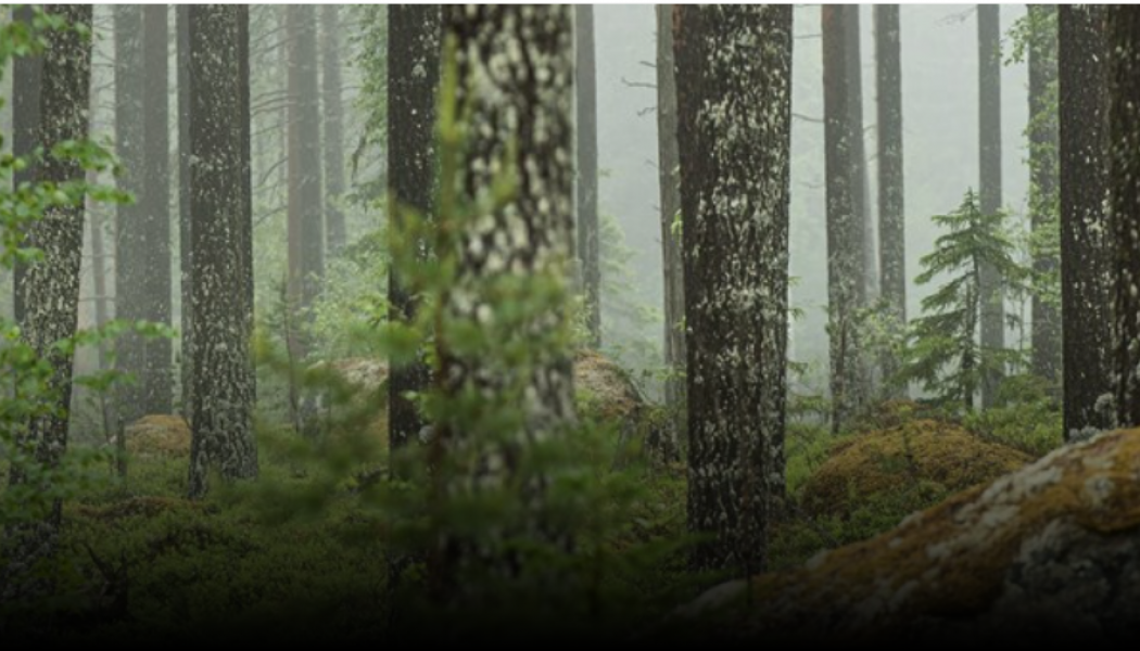 Foto: Sveaskog