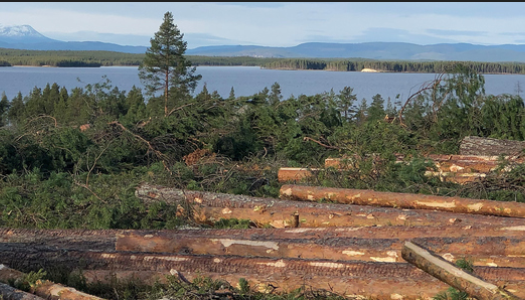 Foto: Skogsstyrelsen