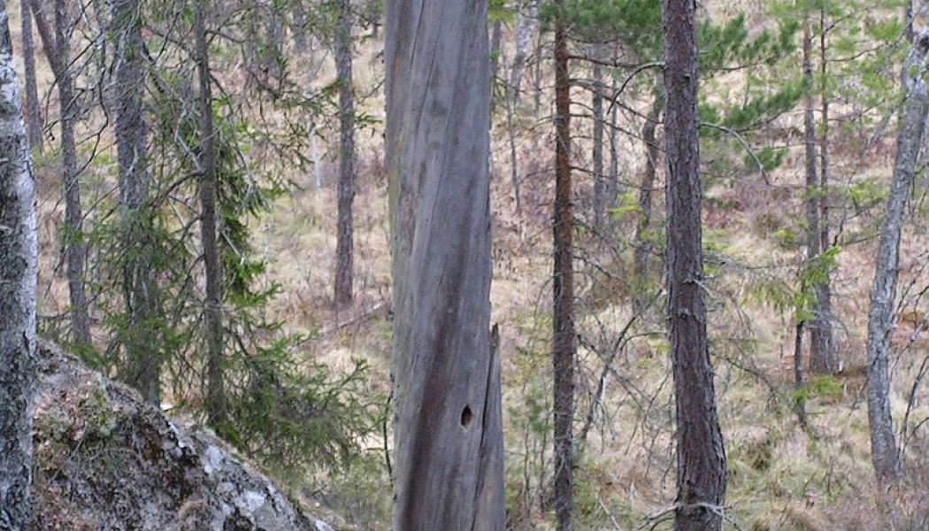 Naturskog. Foto: Staffan/Wikimedia Commons