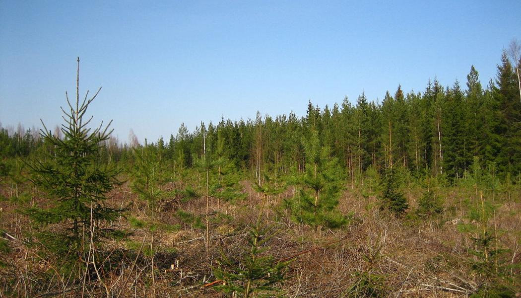 Ungefär fem år gammal tall- och granplantering på ett kalhugget område i södra Finland. Foto: Wikipedia Common, kredit: M. Porcius Cato 