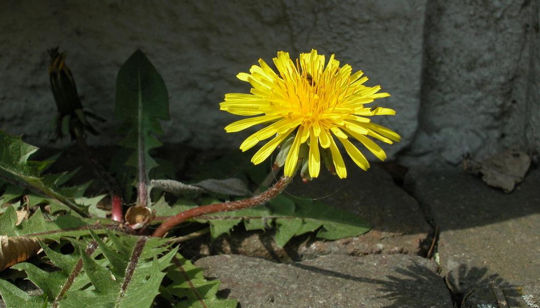 Foto: Viola Sonans/Wikimedia Commons