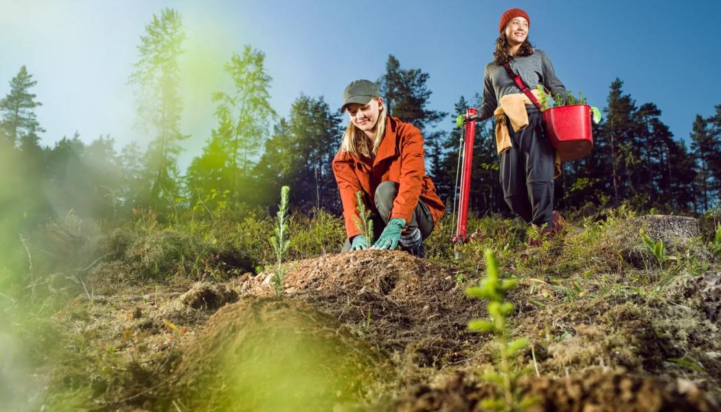 Metsä Group anställer unga för sommarplanteringsarbete, för de som vill lära känna arbetsmöjligheterna inom skogssektorn. Företagsgruppen erbjuder unga människor över 16 år skogsplanteringsjobb i juni i olika delar av Finland. Foto: Metsä Group