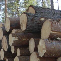 Foto: Skogsstyrelsen